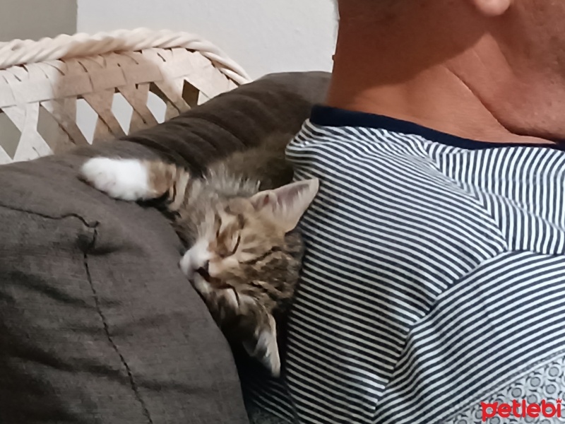 Tekir Kedi, Kedi  Şanslım fotoğrafı