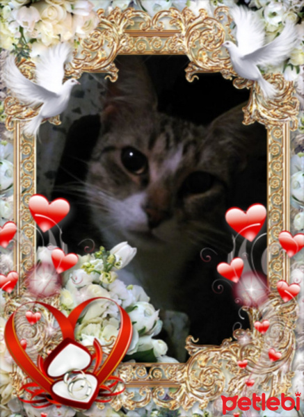 Tekir Kedi, Kedi  Olusu fotoğrafı