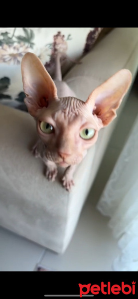 Sphynx, Kedi  Buddy fotoğrafı