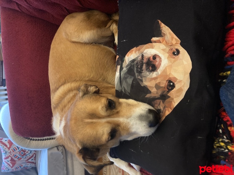 Beagle, Köpek  BAMBAM fotoğrafı