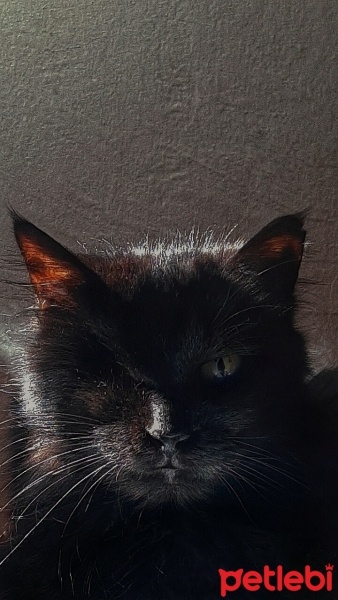Tiffanie, Kedi  Gece zeytin fotoğrafı
