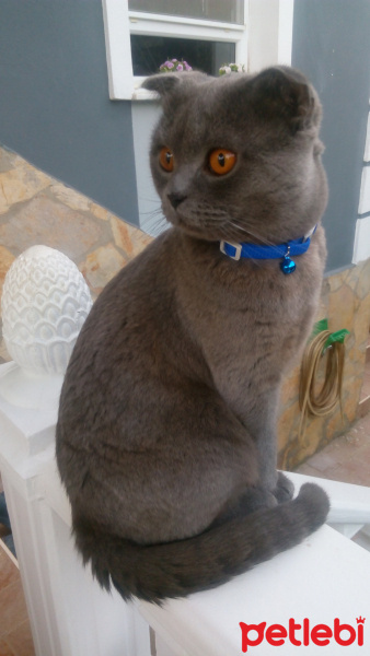Scottish Fold, Kedi  Çakıl fotoğrafı