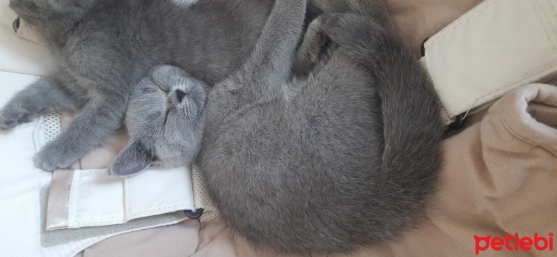 British Shorthair, Kedi  Fıstık fotoğrafı