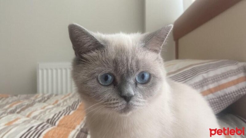 British Shorthair, Kedi  PİETRA fotoğrafı