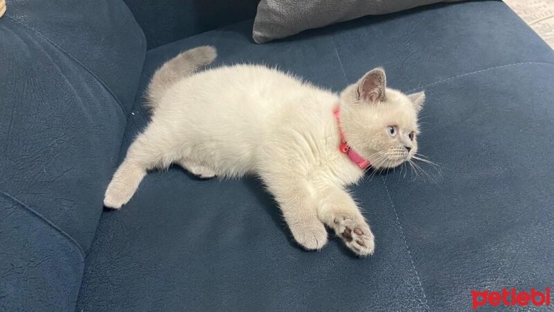 British Shorthair, Kedi  PİETRA fotoğrafı