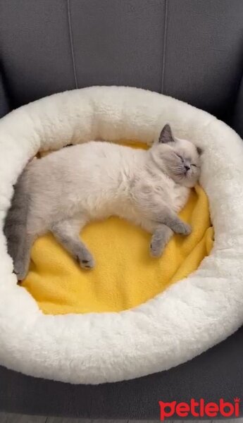 British Shorthair, Kedi  PİETRA fotoğrafı