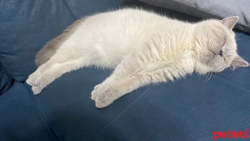 British Shorthair, Kedi  PİETRA fotoğrafı