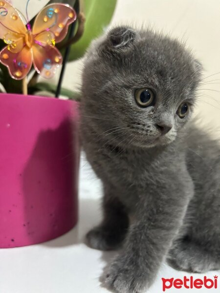 Scottish Fold, Kedi  Scottish fold fotoğrafı