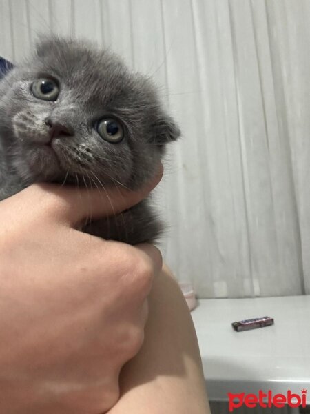 Scottish Fold, Kedi  Scottish fold fotoğrafı