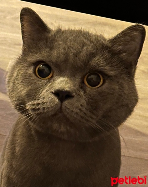 British Shorthair, Kedi  Bal fotoğrafı