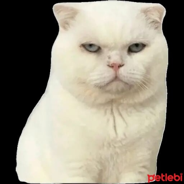 Scottish Fold, Kedi  Pamuk fotoğrafı