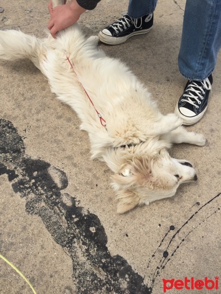 Bichon Frise, Köpek  Şanslı fotoğrafı