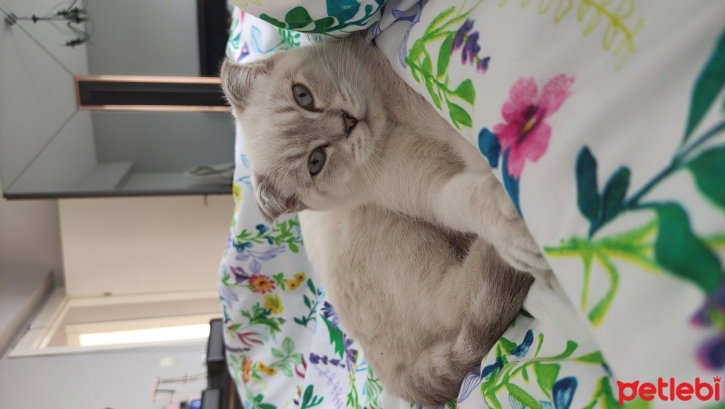 Scottish Fold, Kedi  Şila fotoğrafı