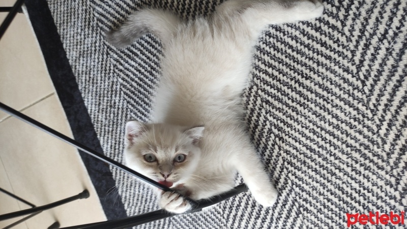Scottish Fold, Kedi  Şila fotoğrafı