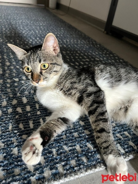 Tekir Kedi, Kedi  Boncuk fotoğrafı