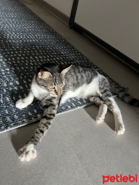 Tekir Kedi, Kedi  Boncuk fotoğrafı