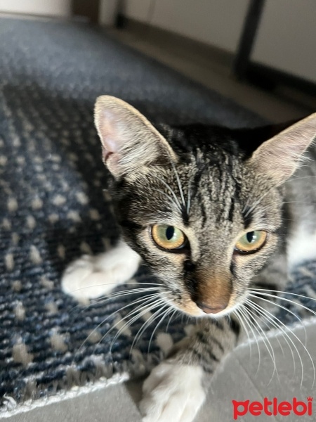 Tekir Kedi, Kedi  Boncuk fotoğrafı