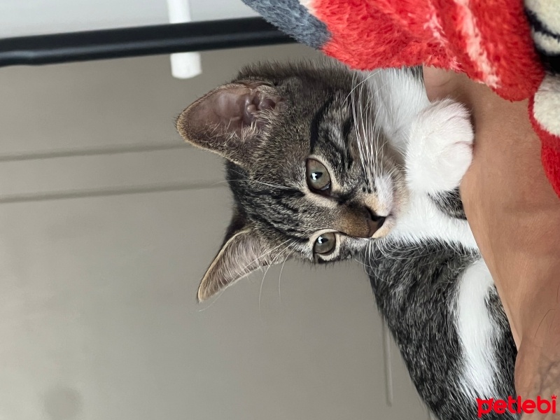 Tekir Kedi, Kedi  Boncuk fotoğrafı