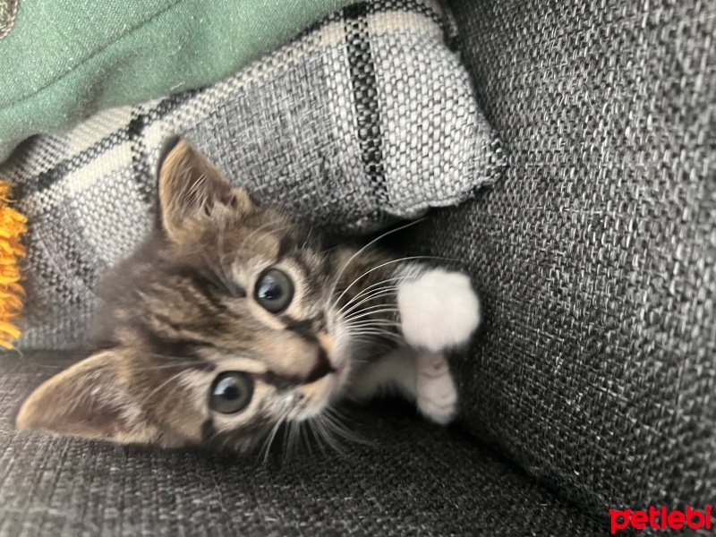 Tekir Kedi, Kedi  Boncuk fotoğrafı