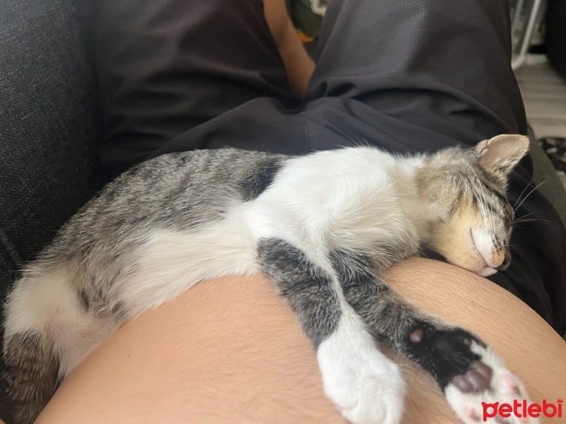 Tekir Kedi, Kedi  Boncuk fotoğrafı