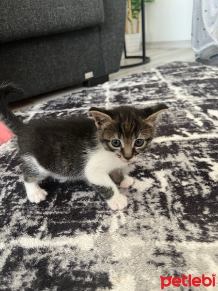 Tekir Kedi, Kedi  Boncuk fotoğrafı