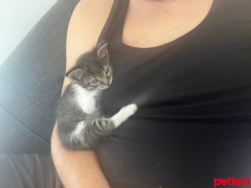 Tekir Kedi, Kedi  Boncuk fotoğrafı