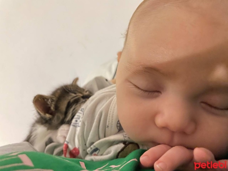 Tekir Kedi, Kedi  Boncuk fotoğrafı