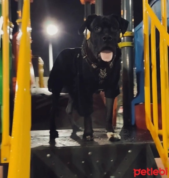 Cane Corso Italiano, Köpek  Ateş fotoğrafı