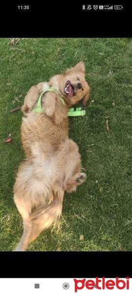 Golden Retriever, Köpek  Pascal fotoğrafı