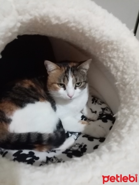 Tekir Kedi, Kedi  Ponçik fotoğrafı