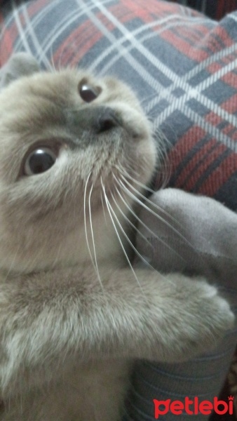 Scottish Fold, Kedi  Mia fotoğrafı