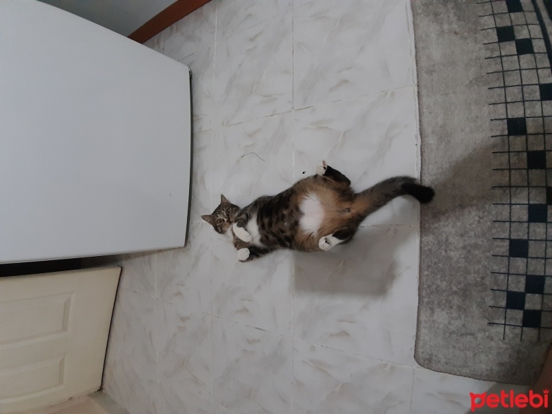 Tekir Kedi, Kedi  Bıdık fotoğrafı