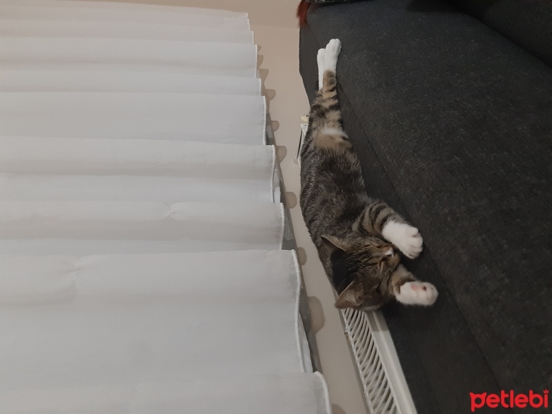 Tekir Kedi, Kedi  Bıdık fotoğrafı