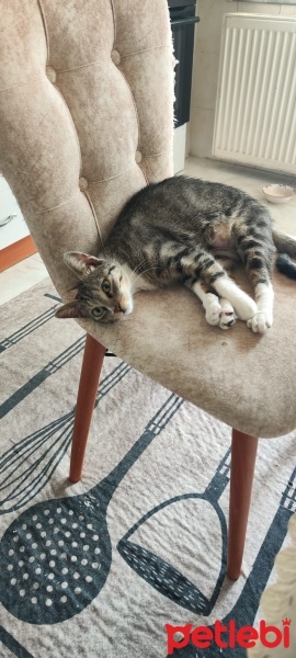 Tekir Kedi, Kedi  Bıdık fotoğrafı