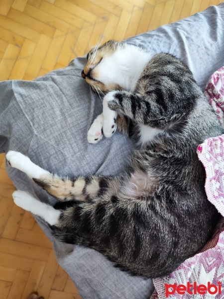 Tekir Kedi, Kedi  Bıdık fotoğrafı