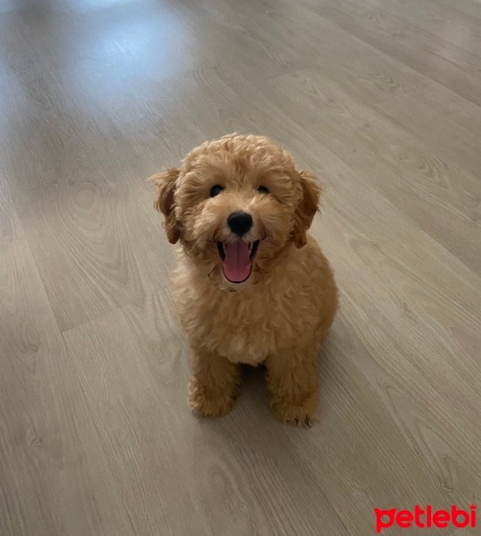 Poodle (Minyatür Kaniş), Köpek  Bal fotoğrafı