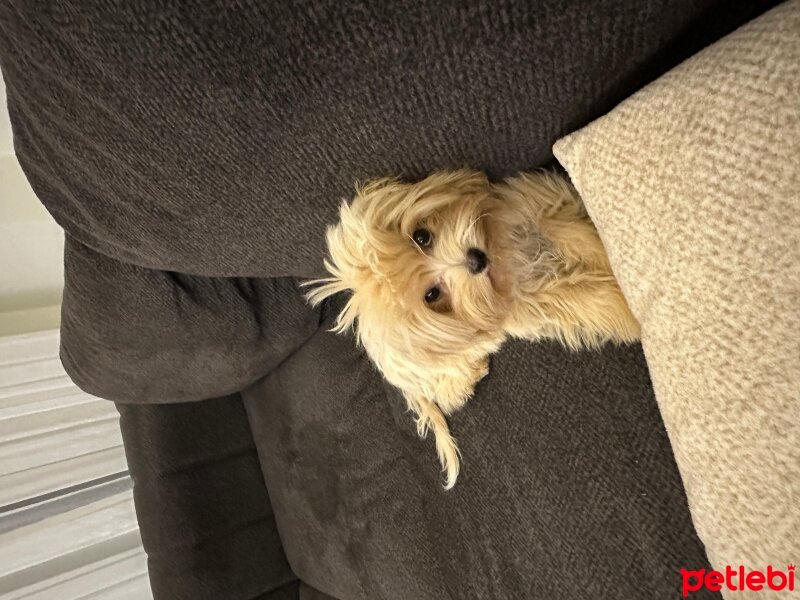 Maltese, Köpek  Kaju fotoğrafı