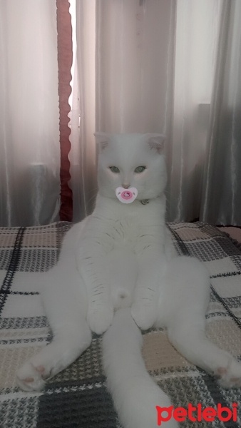 Scottish Fold, Kedi  Bulut fotoğrafı