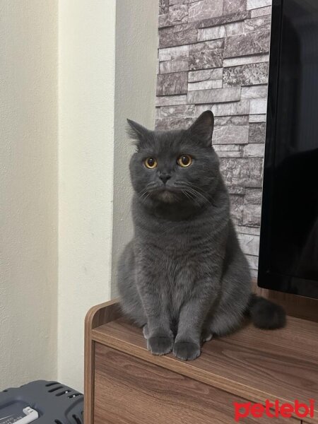 British Shorthair, Kedi  Tarçın fotoğrafı