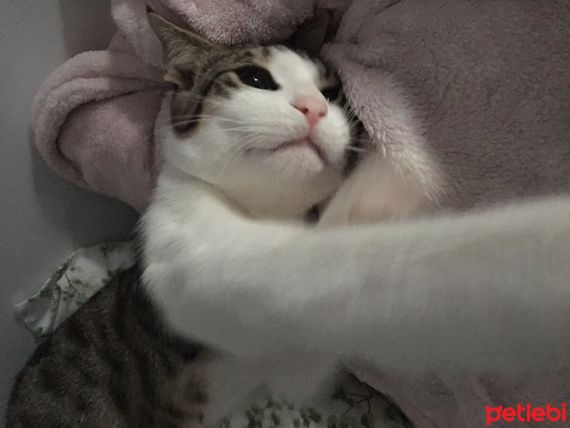 Tekir Kedi, Kedi  Üzüm fotoğrafı