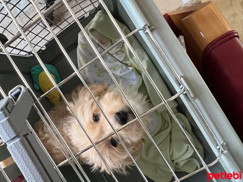 Maltese, Köpek  Loliş fotoğrafı