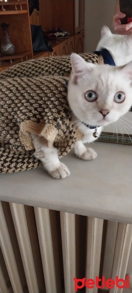 British Shorthair, Kedi  boncuk fotoğrafı