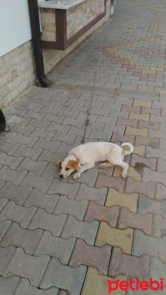 Labrador Retriever, Köpek  Fındık fotoğrafı