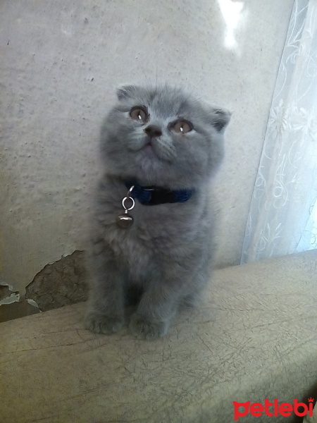 British Shorthair, Kedi  Duman fotoğrafı