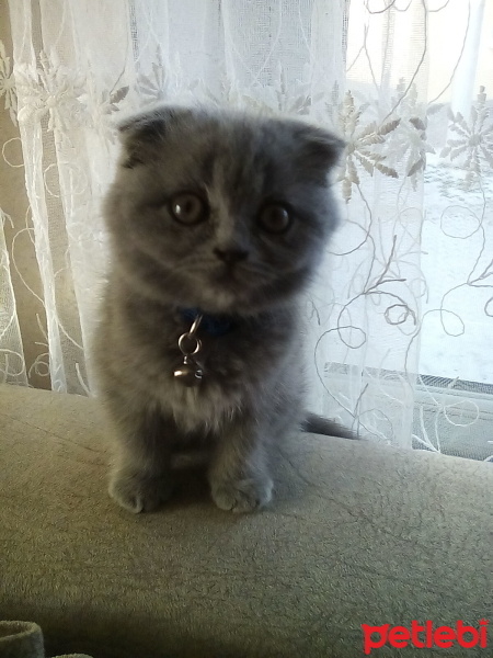 British Shorthair, Kedi  Duman fotoğrafı