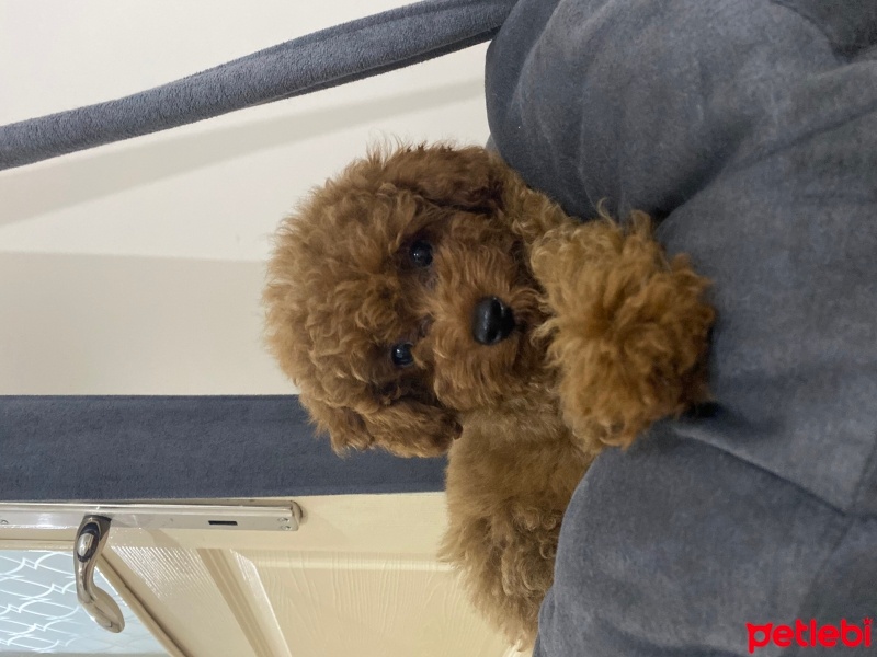 Poodle (Minyatür Kaniş), Köpek  Dobby fotoğrafı