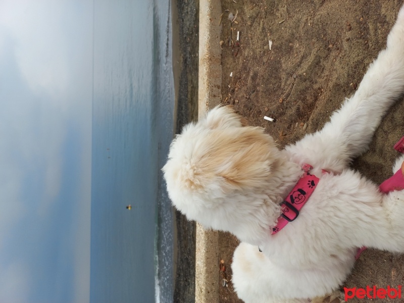 Maltese, Köpek  Mila fotoğrafı
