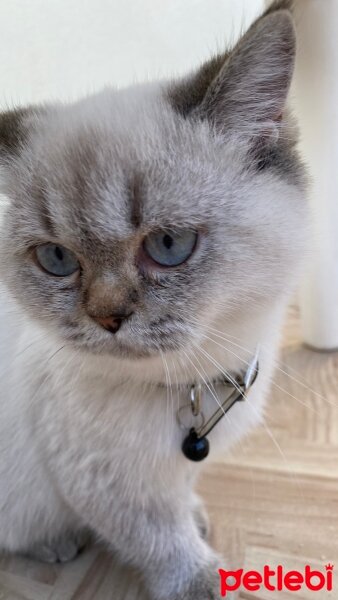 British Shorthair, Kedi  Mavi fotoğrafı