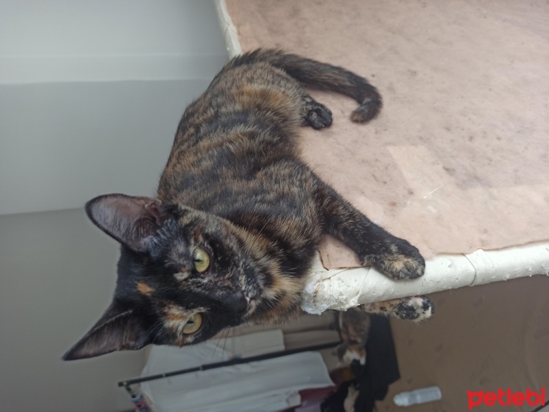Tekir Kedi, Kedi  Luna fotoğrafı