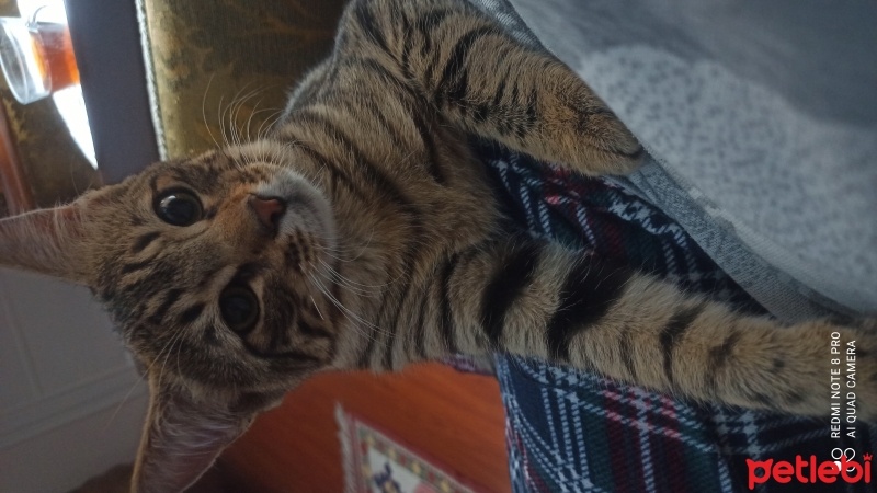 Tekir Kedi, Kedi  Şakir fotoğrafı